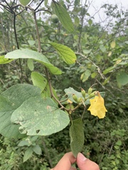 Cordia lutea