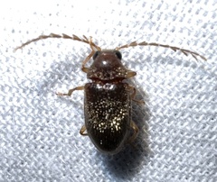 Ptilodactyla