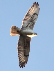 Buteo regalis