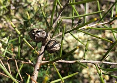 Hakea rugosa