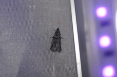 Acrobasis tricolorella