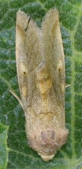 Basilodes chrysopis