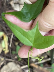 Passiflora suberosa