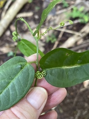 Passiflora suberosa