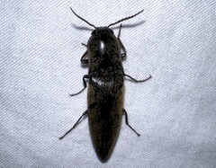 Orthostethus infuscatus