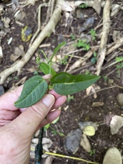 Passiflora suberosa