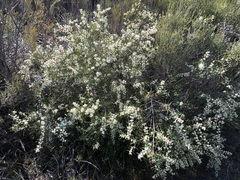 Hakea rugosa