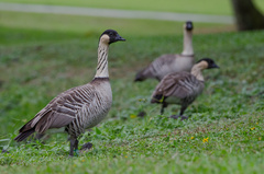 Branta sandvicensis