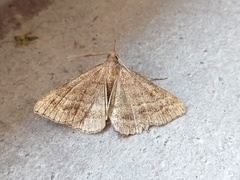 Renia flavipunctalis