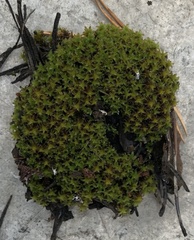 Syntrichia ruralis