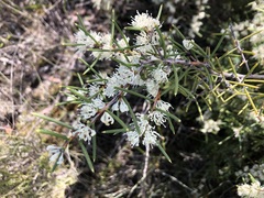 Hakea rugosa