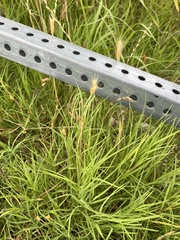 Hordeum