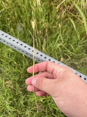 Hordeum