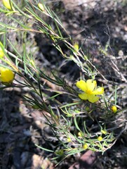 Hibbertia virgata