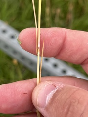 Hordeum