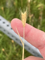 Hordeum