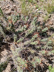Grusonia