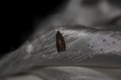Cydia latiferreana