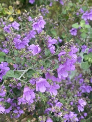 Prostanthera