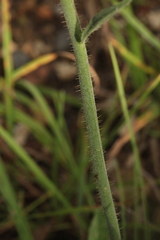 Pilosella dubia