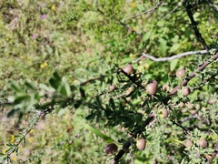 Sarcomphalus obtusifolius