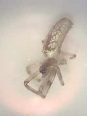 Tetragnatha laboriosa