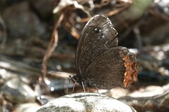 Gyrocheilus patrobas