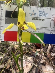 Diuris sulphurea
