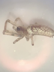 Tetragnatha laboriosa