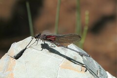 Hetaerina vulnerata