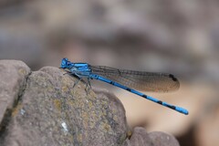 Argia lacrimans