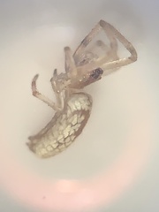 Tetragnatha laboriosa