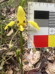 Diuris sulphurea