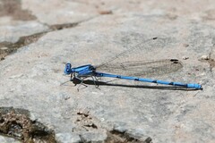 Argia lacrimans