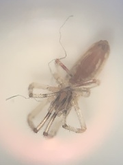 Tetragnatha laboriosa