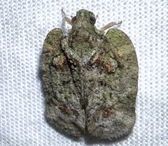 Flataloides scabrosus