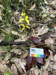 Diuris sulphurea