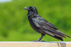 Corvus ossifragus