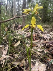 Diuris sulphurea