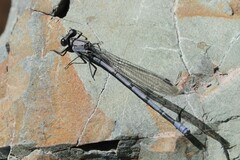 Argia tonto