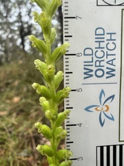 Microtis parviflora