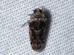 Catonia nava