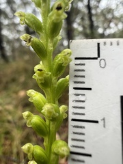 Microtis parviflora