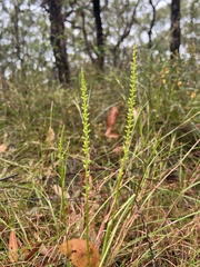Microtis parviflora