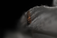 Cydia latiferreana