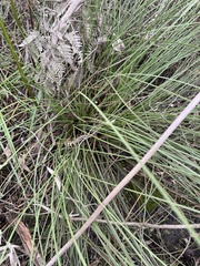Xanthorrhoea minor lutea
