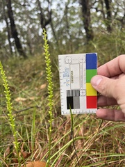 Microtis parviflora