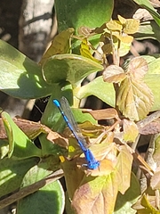Argia vivida