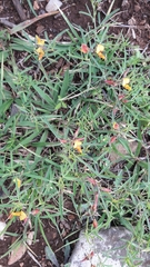 Crotalaria pumila