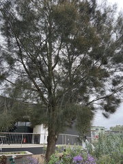 Allocasuarina littoralis